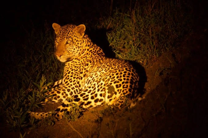 nigh-game-drive-in-uganda-and-what-to-see