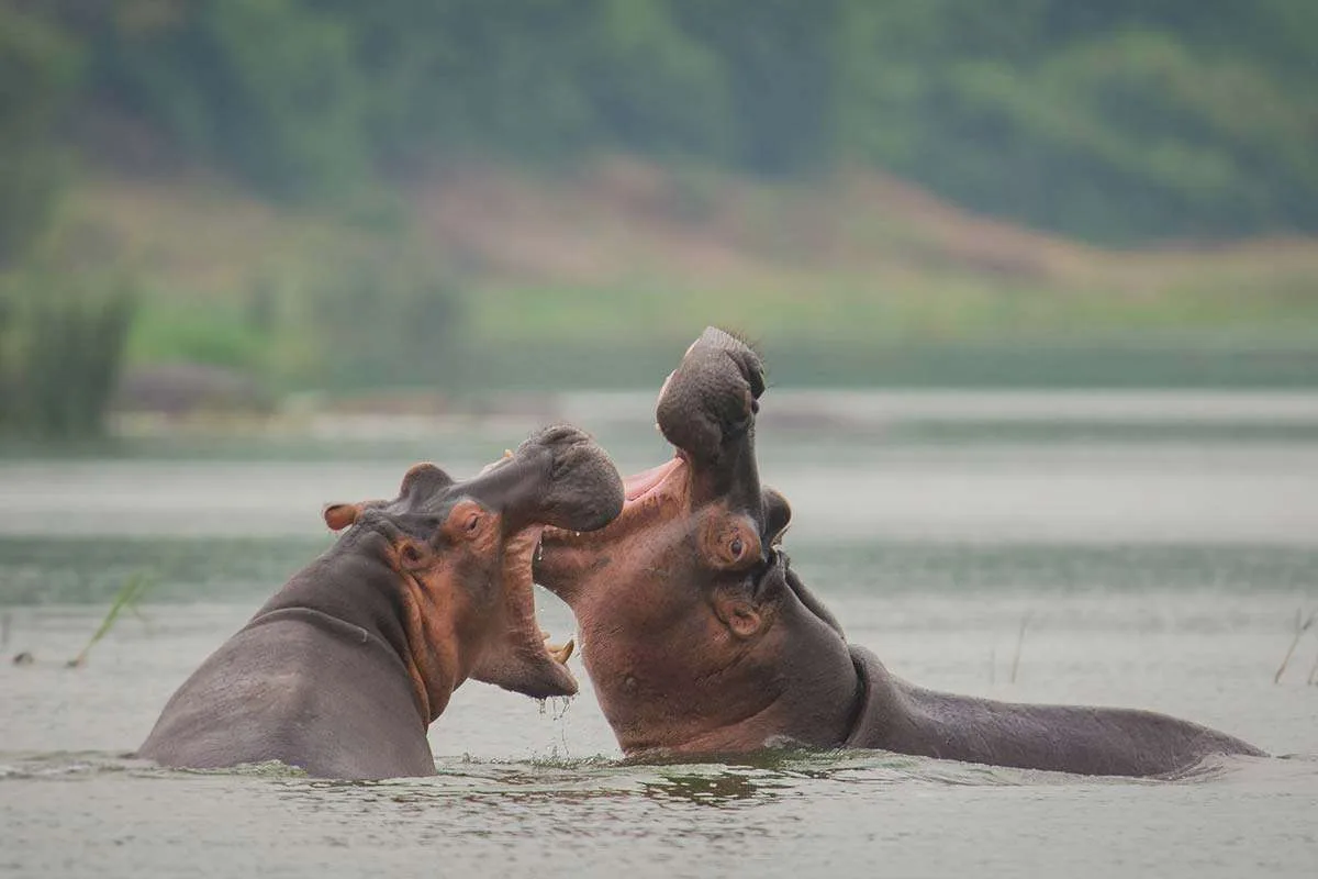 what-to-see-on-a-boat-cruise-at-kazinga-channel