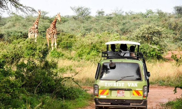 what-to-see-on-game-drive-in-murchison-falls