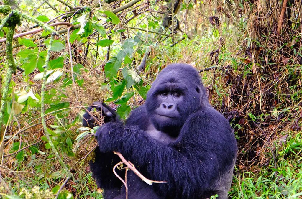 combining-cultural-tour-and-gorillas-in-uganda