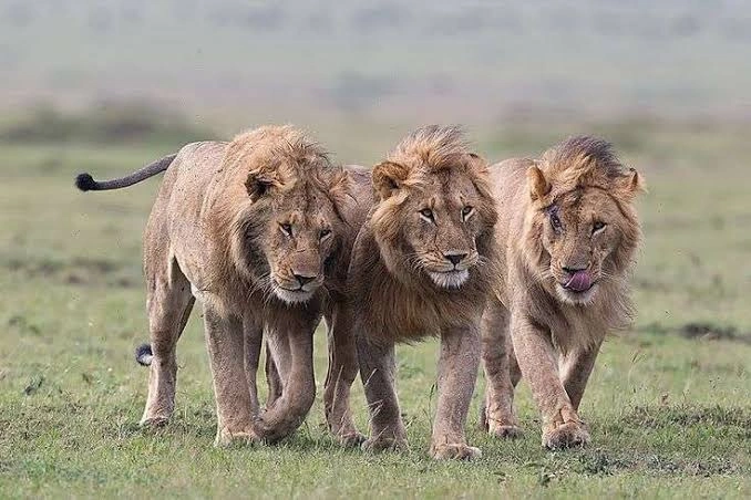 what-are-the-chances-to-see-lions-in-uganda