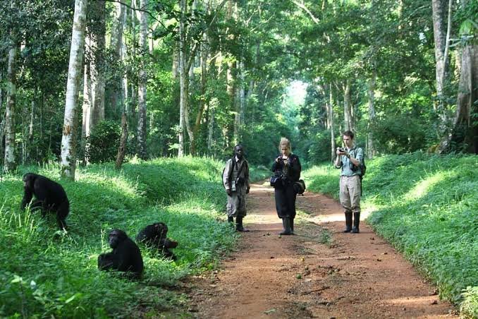 murchison-falls-chimp-trekking