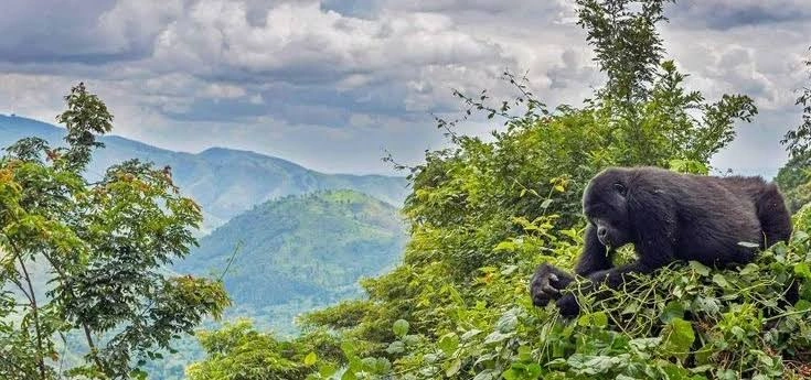 gorilla-trek-in-rwanda-or-uganda