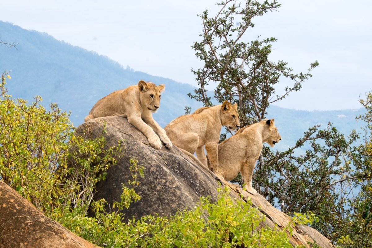 short-wildlife-safari-options-in-uganda