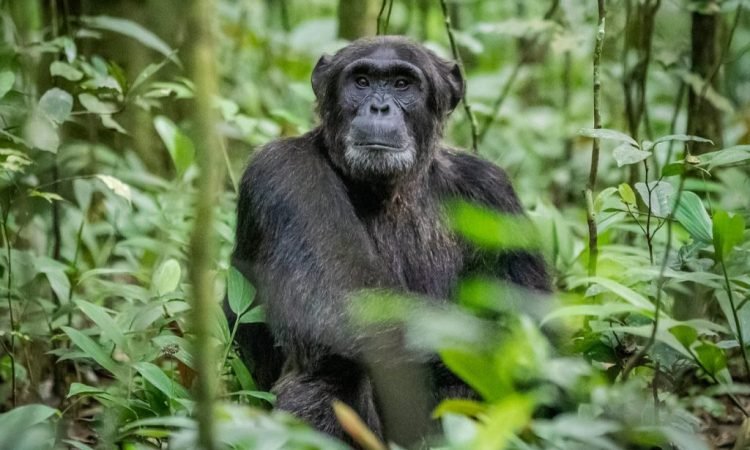 chimps-with-gorilla-trekking-safaris-in-uganda