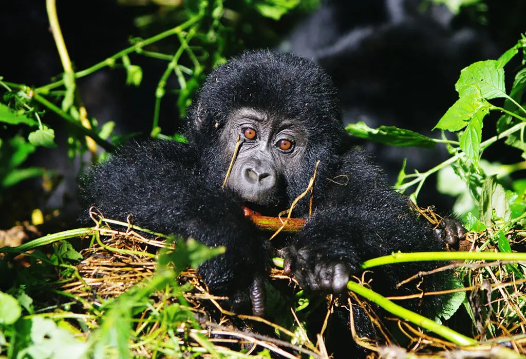 combining-uganda-gorillas-with-rwanda-safari