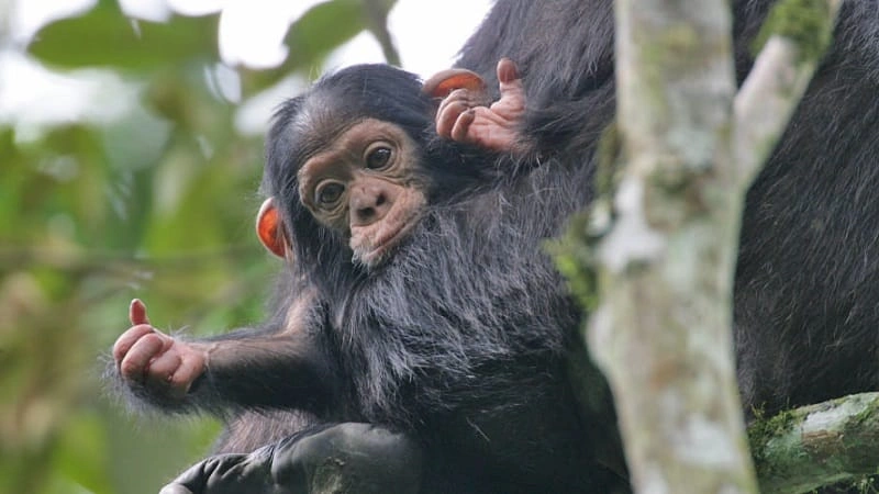 best-places-to-see-chimps-in-uganda