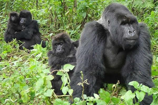 game-safari-and-primate-tracking-in-uganda