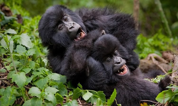 how-much-is-gorilla-trekking-in-uganda