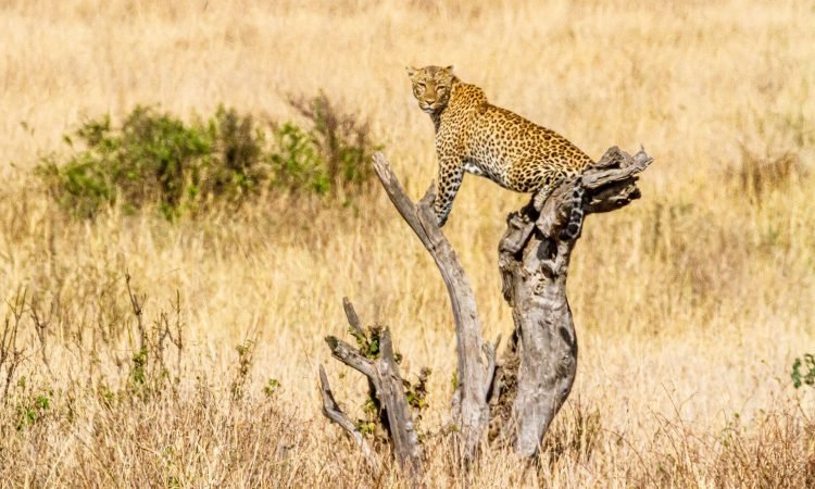 what-to-see-in-kidepo-national-park