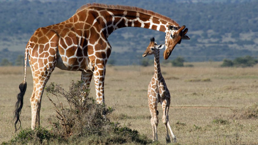 where-in-uganda-to-spot-giraffes