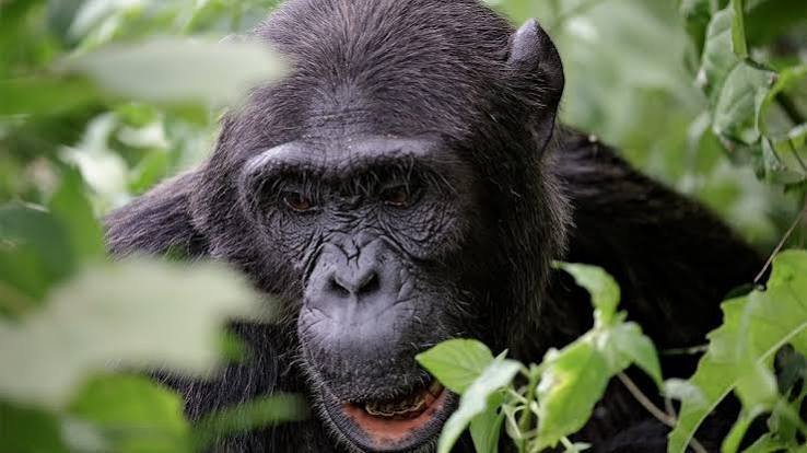 kibale-and-bwindi-tour