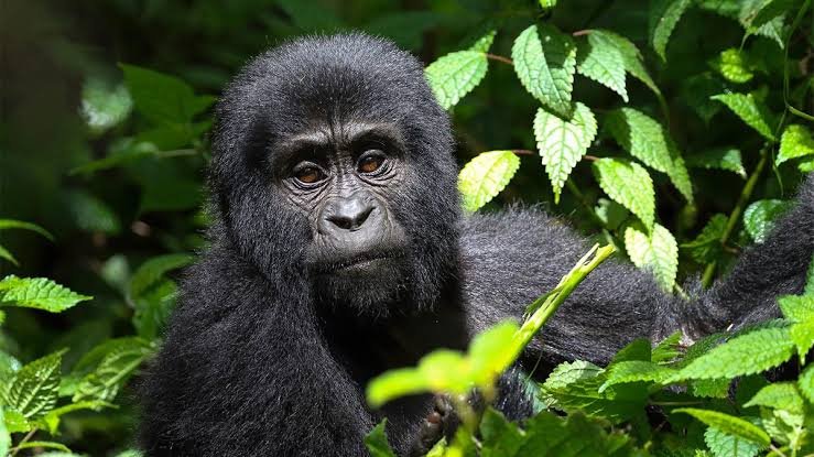 uganda-or-rwanda-for-gorilla-trek