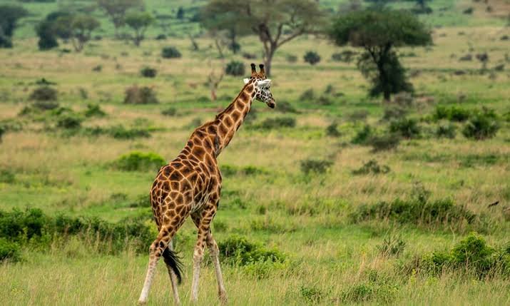 cross-uganda-rwanda-tours