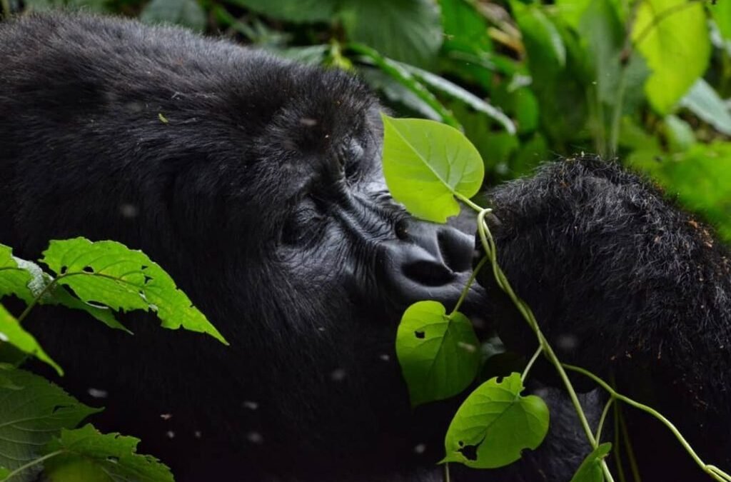 best-gorilla-trekking-safaris-in-uganda